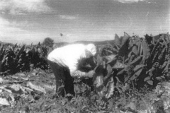 José Manuel Eraso el Herrador, cortando tabaco